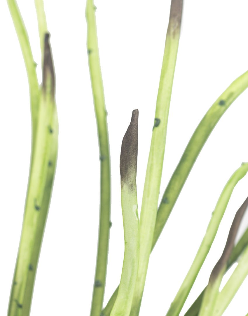 PLANTA SANSEVIERIAC - VERANDA INTERIORES