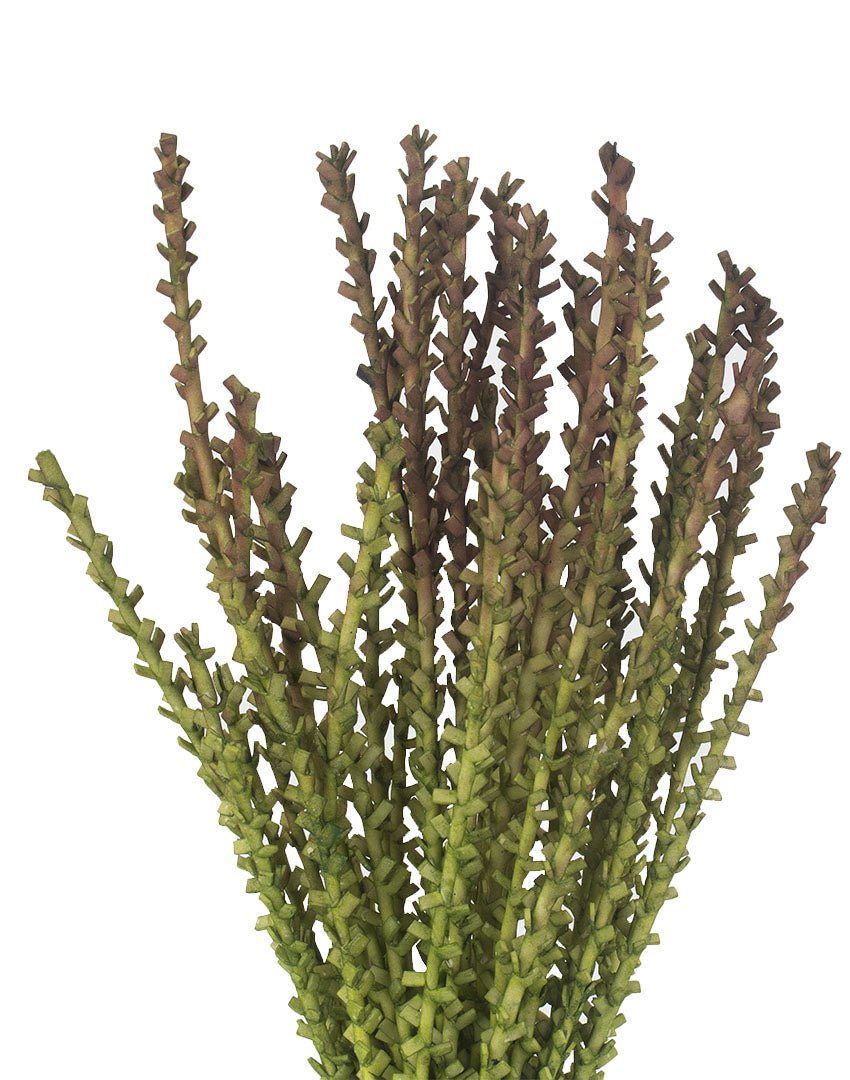 TALLO DE FLOR DE PALMA - VERANDA INTERIORES