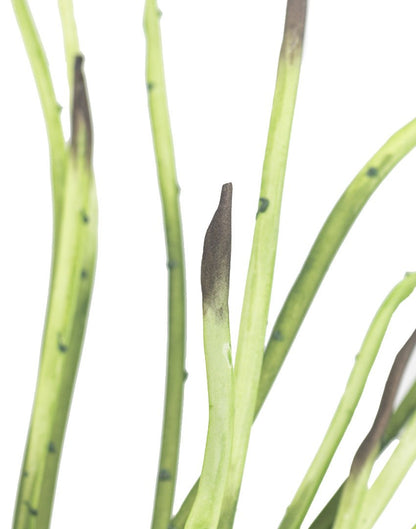 PLANTA SANSEVIERIAC - VERANDA INTERIORES