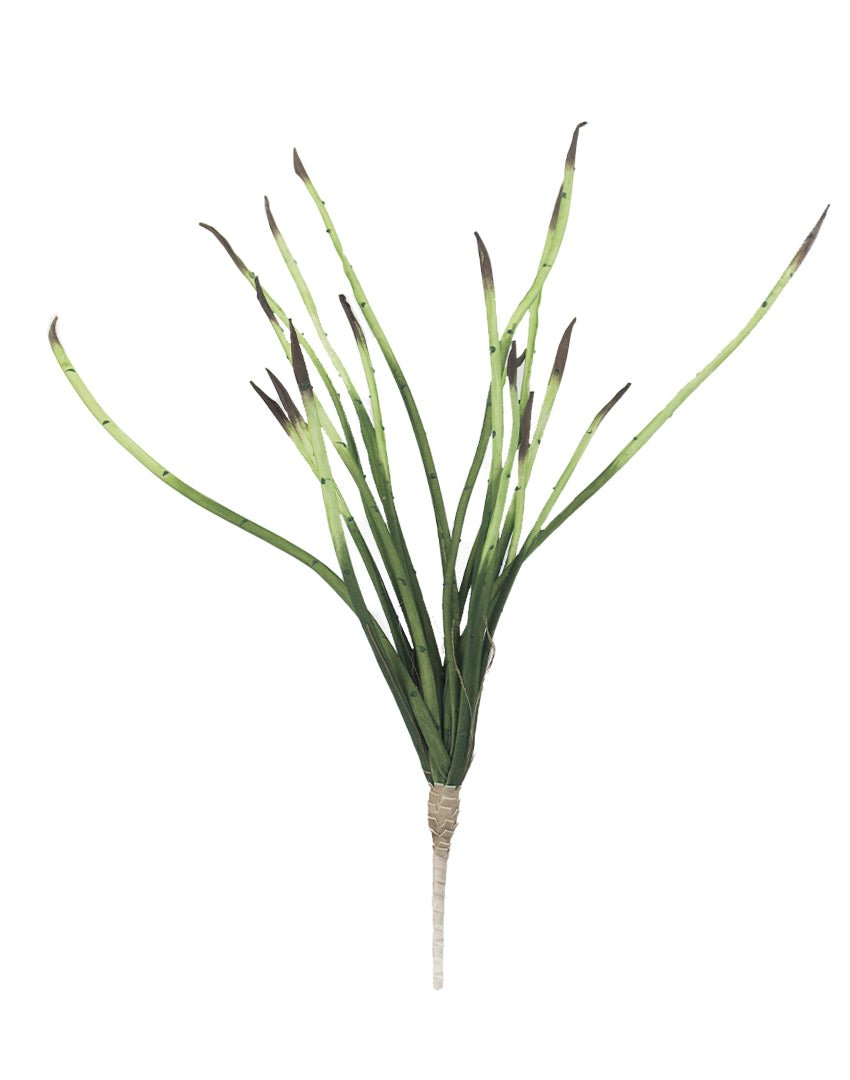 PLANTA SANSEVIERIAC - VERANDA INTERIORES