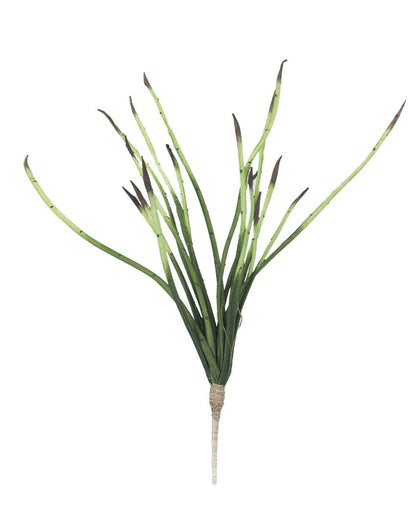 PLANTA SANSEVIERIAC - VERANDA INTERIORES