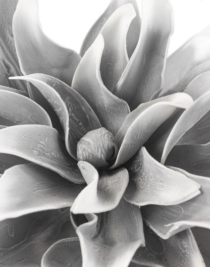 RAMA DAHLIA GRAY - VERANDA INTERIORES