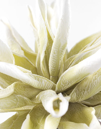 RAMA TROPICAL CREAM - VERANDA INTERIORES